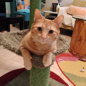 Velma Hammock