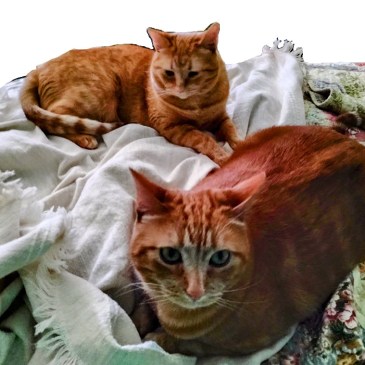 Velma and Daphne, the Scoobies, cats