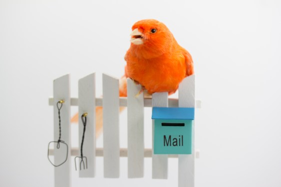 Small red canary bird on Wooden fence with a mailbox