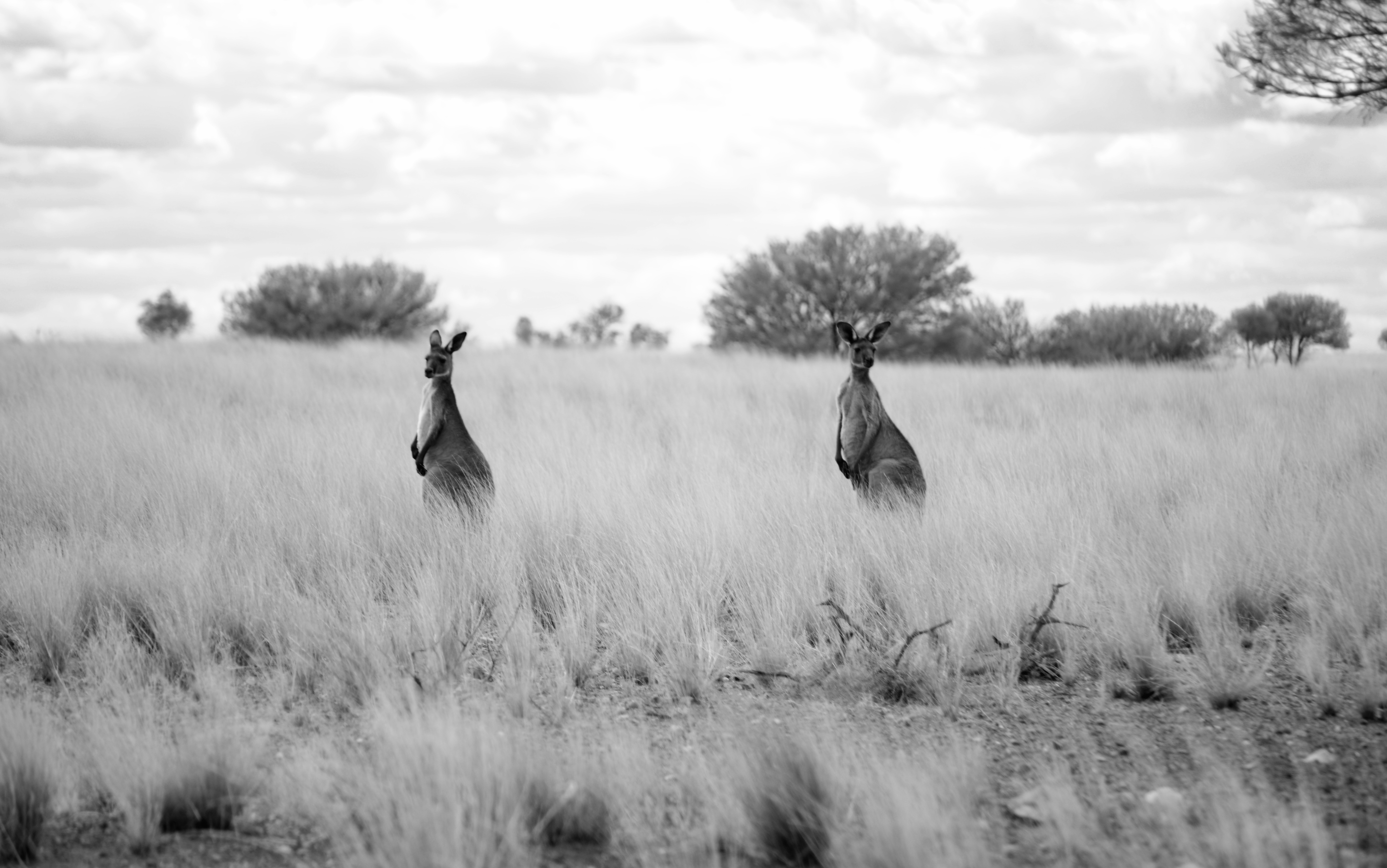 Australian Wildlife