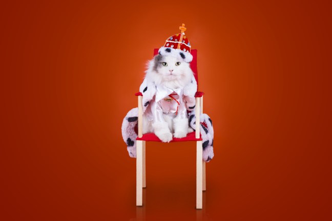 cat in the clothes of the king on a red background