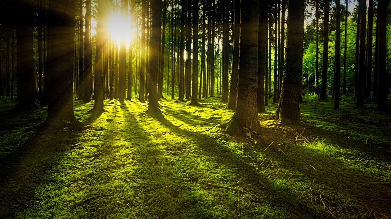 Dawn in the forest image