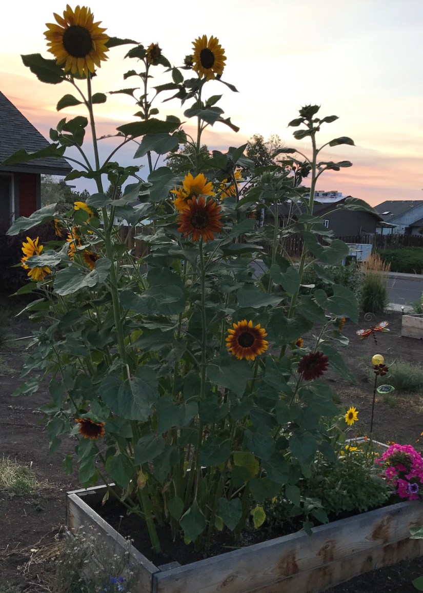 2017-08-19_19-35-02_778.jpeg