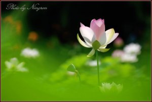 Photo by Ningren