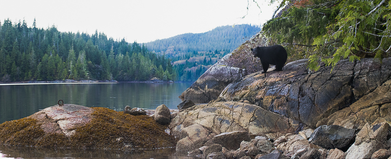 20171117-BEAR PANO