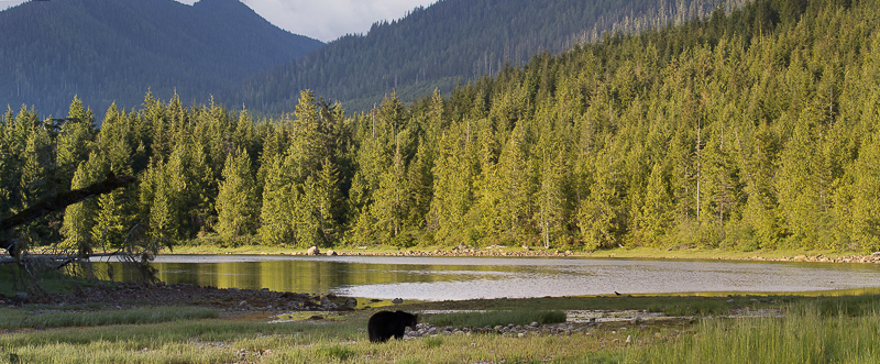 20180609-BEAR PANO-3