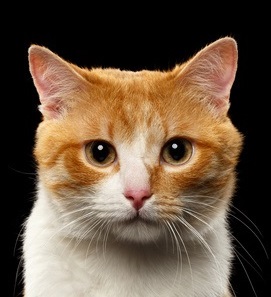 Closeup Portrait of ginger and white cat