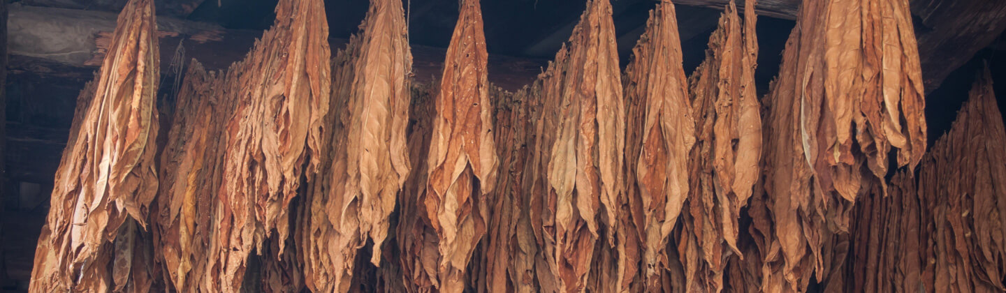 natural tobacco leaf