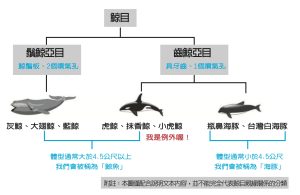 搶救鯨豚天堂/《自然快易通》