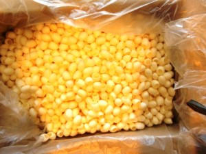 cocoons-1