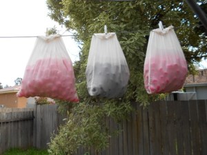 cocoons-4