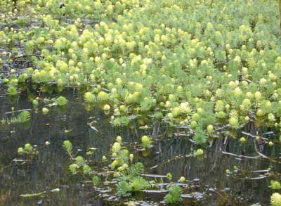 Myriophyllum aquaticum