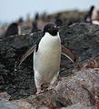 Coronation Island, South Orkney, Antarctica