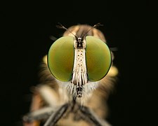 🥉 Robberflies eye