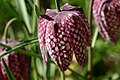 ดอกของ Fritillaria meleagris ซึ่งถูกเทสเซลเลชัน