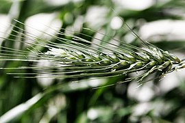 Arêtes droites et raides d'un épi de seigle (Secale cereale).