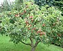 apple tree