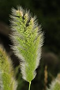 Polypogon monspeliensis (1)