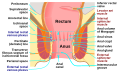 Anatomy of the human anus.