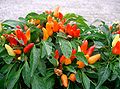 Capsicum annuum Қаламфур