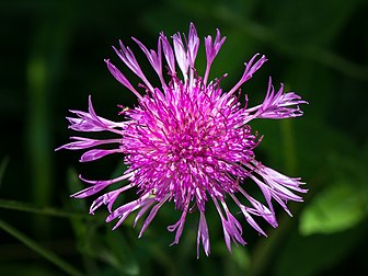 Capitule de centaurée jacée (Centaurea jacea). (définition réelle 4 984 × 3 738)