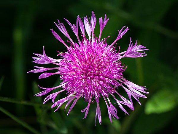 黑矢车菊（Centaurea jacea），摄于下奥地利州哈根古特附近。