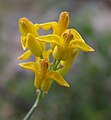 golden eardrops (Dicentra o Ehrendorferia chrysantha)