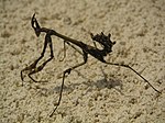 Empusa pennata lijkt op een takje.