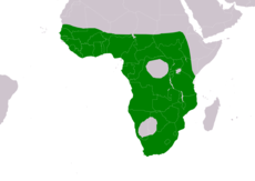 Área de distribución de P. gambensis     Área de ocupación permanente.