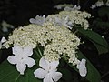 Viburnum lantanoides in bloom.