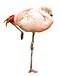 Phoenicopterus chilensis