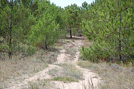 Forêt de Saint-Trojan sur l'île d'Oléron