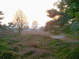 Heide bij Bakkeveen