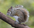 Thumbnail for Tree squirrel