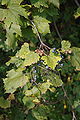 Vitis labrusca