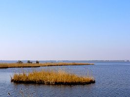 Zwarte Meer met biezenvelden