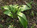 Allium ursinum Plant