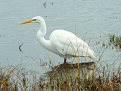 Vue en couleur d'une aigrette blanche au bec jaune, à mi-pattes dans l'eau.