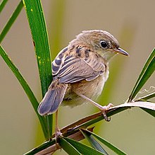 Orkapa cistikolo, Cisticola exilis