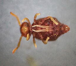 マルトビムシの1種 Deuterosminthurus pallipes の腹側。1対の叉状器をもつ。