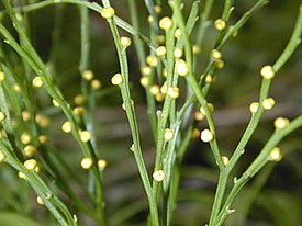 Псилот голый (Psilotum nudum)