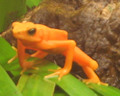 Atelopus varius