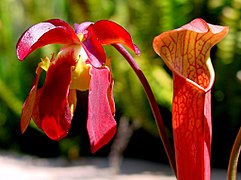 Sarracenia rubra ✓