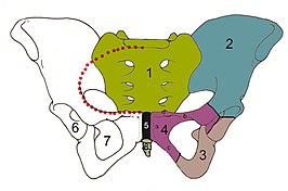 alt=Skelet van het bekken, vooraanzicht 1 = heiligbeen 2 = darmbeen 3 = zitbeen 4 = schaambeen 4a = corpus, 4b = ramus superior richting hoofd, 4c = ramus inferior aan staartzijde, 4d = tuberculum pubicum 5 = schaambeenvoeg 6 = heupkom 7 = foramen obturatum 8 = stuit rode stippellijn = linea terminalis