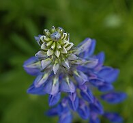 Lupinus polyphyllus