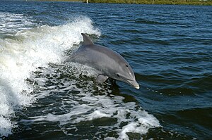 Grat Tümler, Butelnöösdelfiin, "Flipper" (Tursiops truncatus)