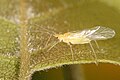 Petit insecte ailé jaune clair.