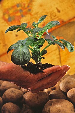 Batata (Solanum tuberosum).