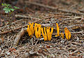   Yellow stagshorn fungus (Calocera viscosa)