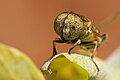 Fly (E. megacephalus)